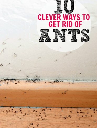 Top 10 DIY Ways to Get Rid of Ants