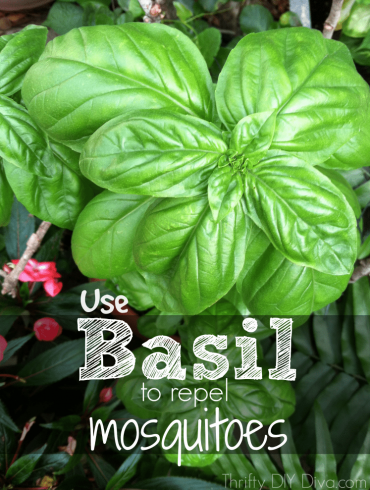 Basil Plants Repel Mosquitoes