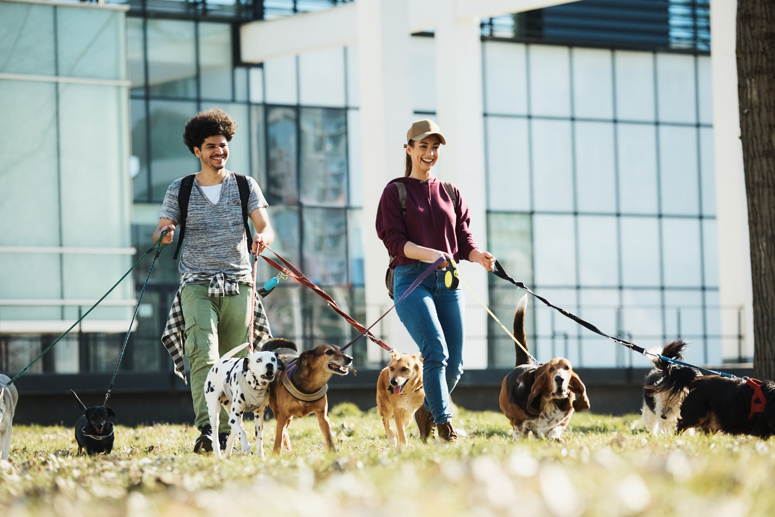 Couple walking a group of dogs